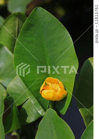 コウホネ 11813761