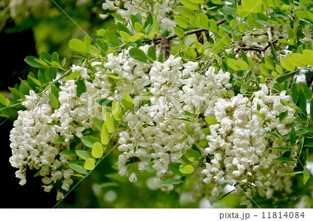 ハリエンジュ ハリエンジュ 11814084