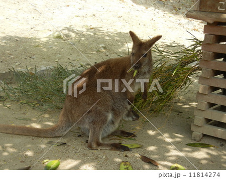 ベネットワラビー ベネットワラビー 11814274