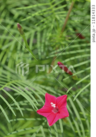 ルコウソウ(縷紅草) ルコウソウ(縷紅草) 11814333