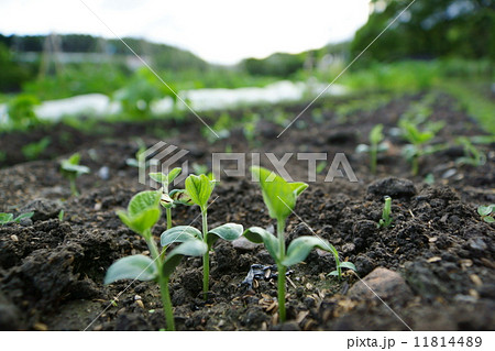エダマメの発芽 11814489