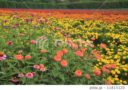 秋の彩りの畑 秋の彩りの畑 11815120