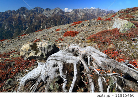 蝶ヶ岳の枯れハイマツと槍・穂高連峰 11815460