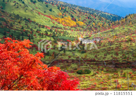 紅葉の志賀草津道路 紅葉の志賀草津道路 11815551