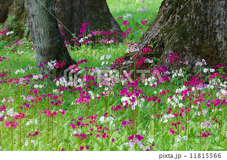 クリンソウ 11815566