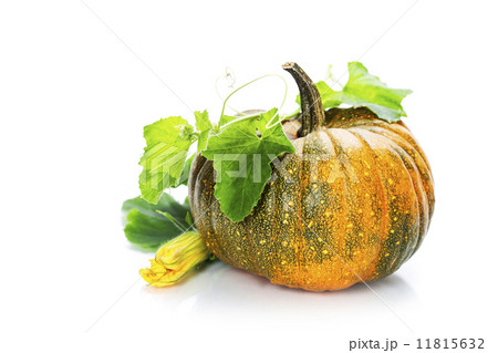 pumpkin pumpkin 11815632