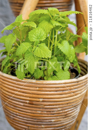 Balm, medicinal plant Balm, medicinal plant 11816462
