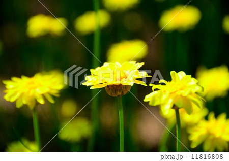 ペーパーデージー 11816808