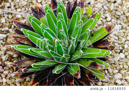 アガベ・ビクトリアエレギナエ 11816930