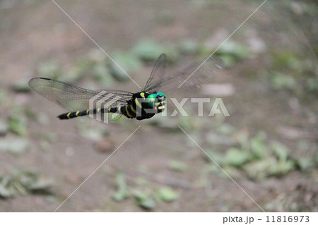 オニヤンマ 11816973