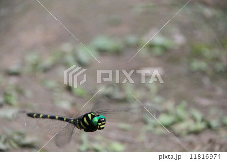 オニヤンマ 11816974