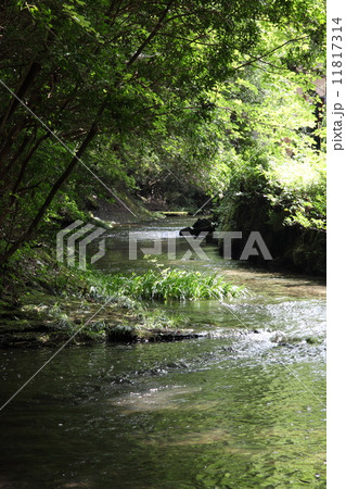 清流 清流 11817314