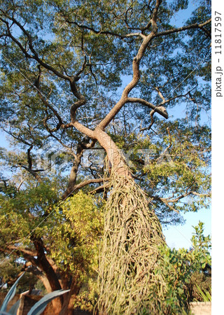 ザンビアの大木　澄んだ空気 11817597