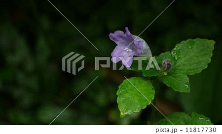 斜め左向きのスズムシバナ 斜め左向きのスズムシバナ 11817730