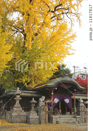 京都 秋の大将軍神社 京都 秋の大将軍神社 11817817