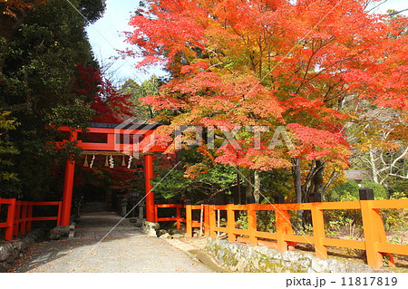 京都　秋の大田神社 11817819
