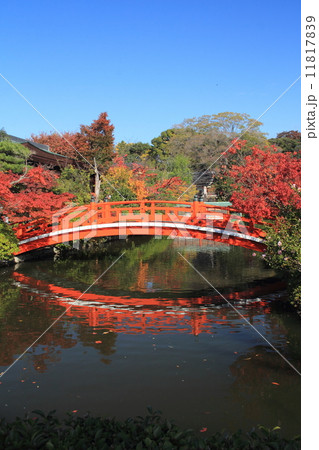 京都 秋の神泉苑 11817839