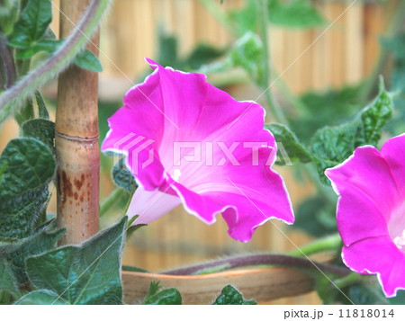 アサガオ・紅獅子 アサガオ・紅獅子 11818014