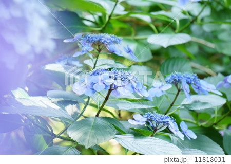 紫陽花の花 11818031