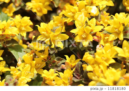 リシマキア・ミッドナイトサン リシマキア・ミッドナイトサン 11818180