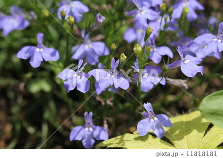 ロベリア ロベリア 11818181