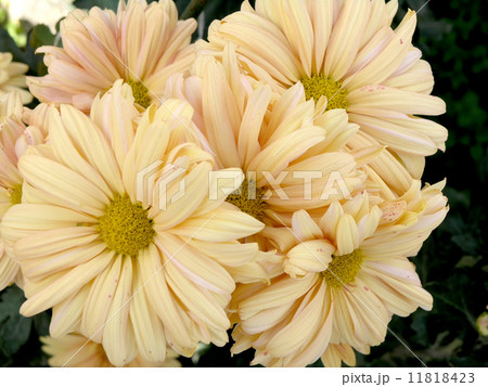 blossoming chrysanthemum blossoming chrysanthemum 11818423