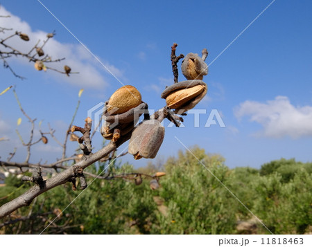 収穫期のアーモンド 11818463