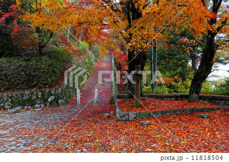 吉野　高城山遊歩道の紅葉 11818504