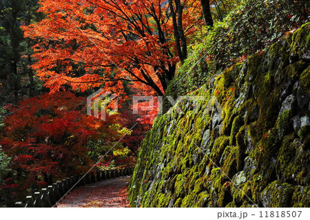 吉野 高城山遊歩道の紅葉 吉野 高城山遊歩道の紅葉 11818507
