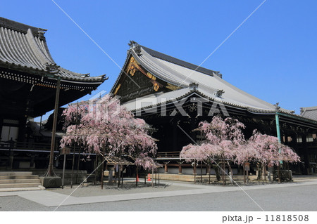 佛光寺の枝垂れ桜 11818508