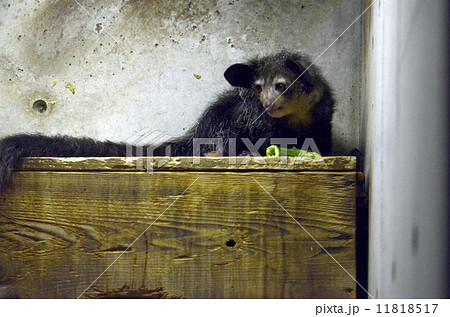 アイアイ アイアイ 11818517