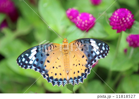 ツマグロヒョウモン 11818527