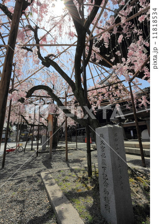 佛光寺の枝垂れ桜 記念植樹碑 佛光寺の枝垂れ桜 記念植樹碑 11818534
