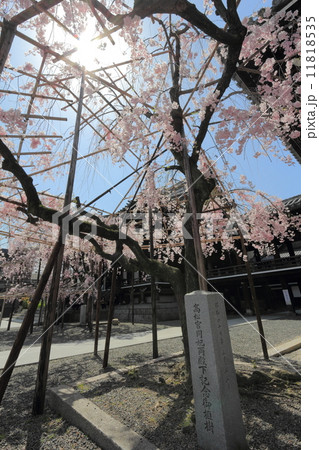 佛光寺の枝垂れ桜 記念植樹碑 佛光寺の枝垂れ桜 記念植樹碑 11818535