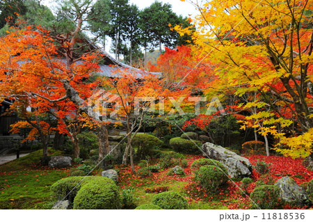 圓光寺　庭園の紅葉と苔 11818536