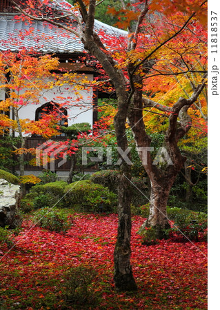 圓光寺の紅葉 11818537