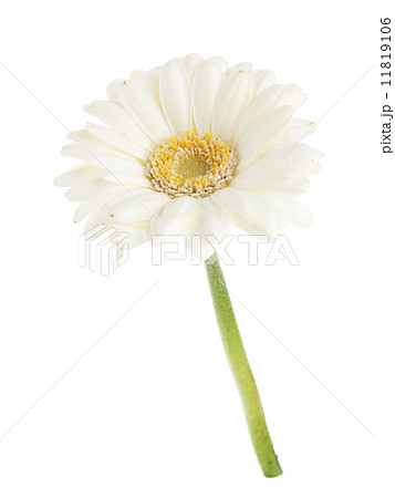 White gerbera flower 11819106