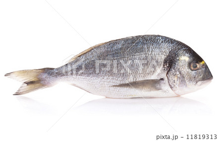 Fresh dorado fish Fresh dorado fish 11819313