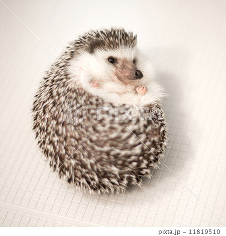 ハリネズミ 11819510