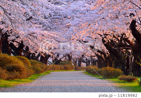展勝地の桜 11819982