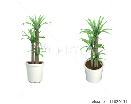 ユッカ ユッカ 11820151