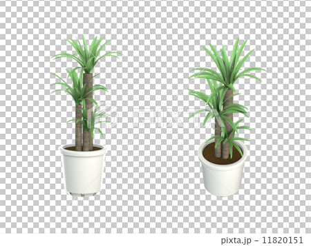 ユッカ ユッカ 11820151