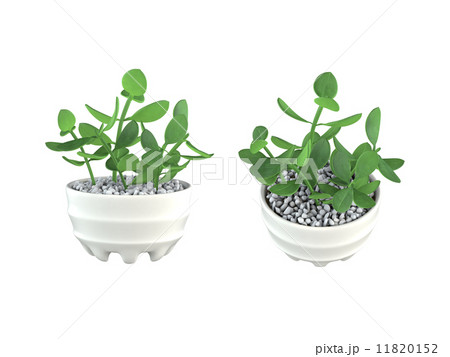 カネノナルキ 11820152