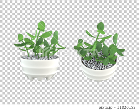 カネノナルキ 11820152