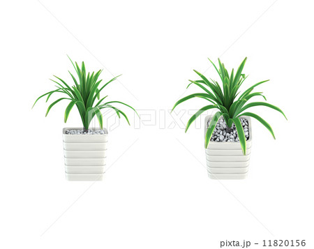 ドラセナ 11820156