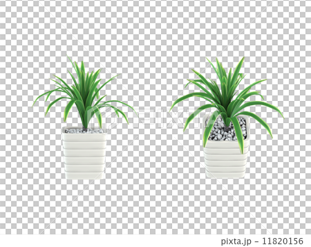 ドラセナ 11820156