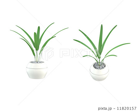 アレカヤシ 11820157