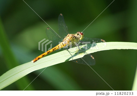赤トンボの最小種:ヒメアカネ(雌) 赤トンボの最小種:ヒメアカネ(雌) 11820233