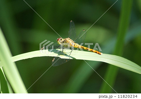 赤トンボの最小種：ヒメアカネ（雌） 11820234