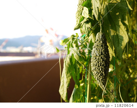 緑のカーテン　ゴーヤ 11820614